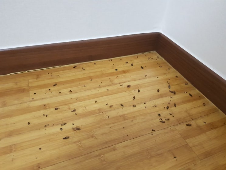  대전시 빌라 입주전방역 바퀴벌레알집 퇴치 바퀴벌레 퇴치/역대급 바퀴벌레 퇴치