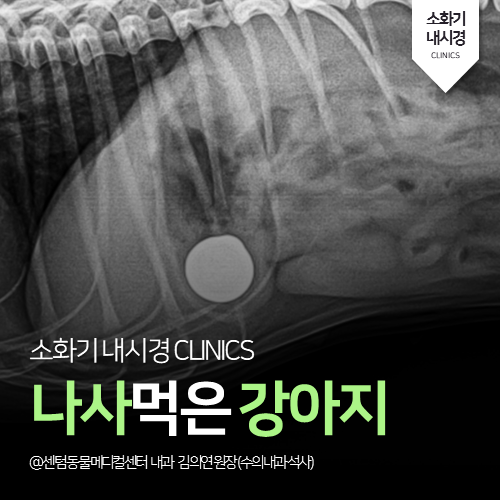  [소화기내시경] 나사 먹은 강아지 (부산 이물제거 잘하는 동물병원)