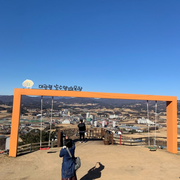  반려견 동반여행  평창 대관령 순수양떼목장