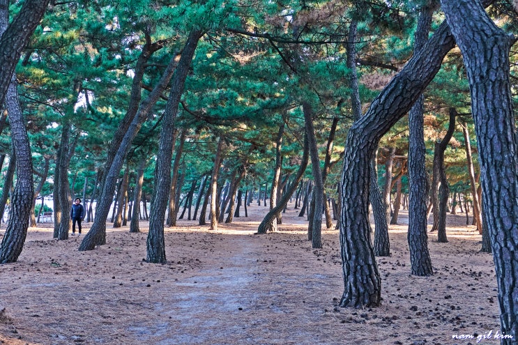 강릉 나들이하기 좋은 곳, 송정해변에서 안목해변 커피거리까지