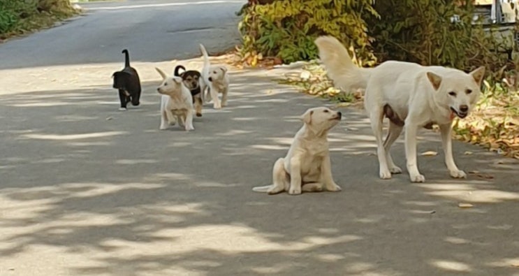  [진돗개Jindo Dog] 방치된 새끼 강아지들..