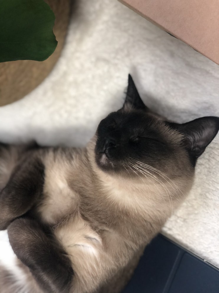  20.12.10 묭이