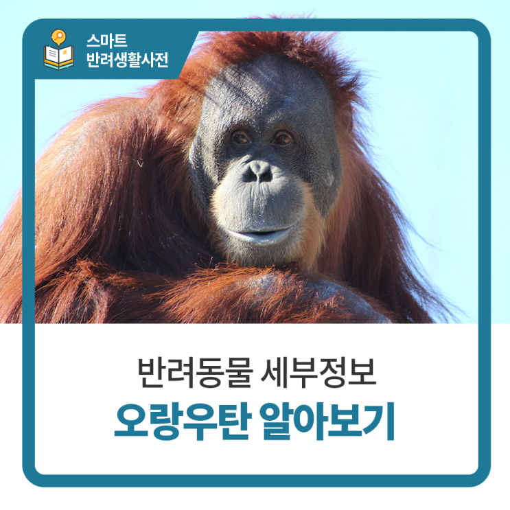  일산24시동물병원 탑케어동물의료원과 오랑우탄에 대해 알아봐요
