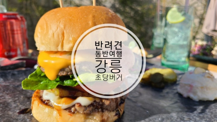  초당버거 강릉 반려견동반여행