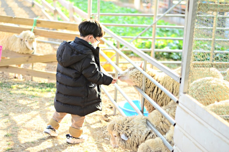  경주 아이와 가볼만한곳 피자만들기 할 수 있는 한우리팜