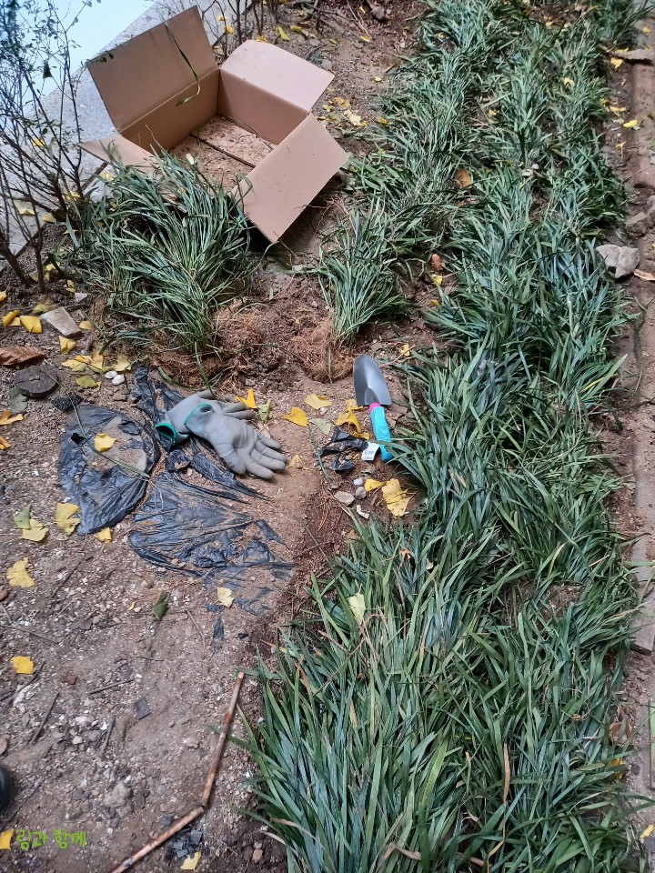  수원도시락 국민도시락 림과 함께 내년에 고토원농장으로 가져갈 맥문동