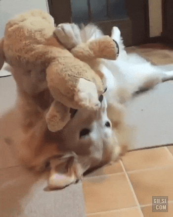  댕냥이 움짤~