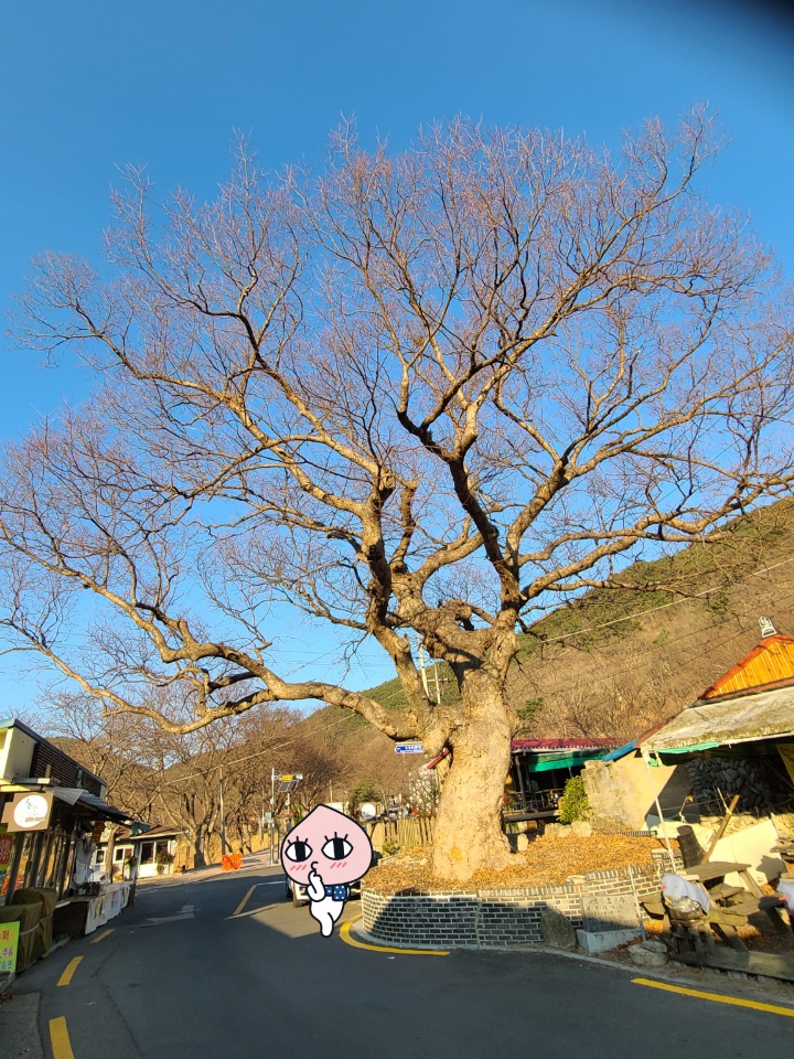  포항 여행, 포항 중산리 느티나무(보호수, 고유번호: 11-18-11)