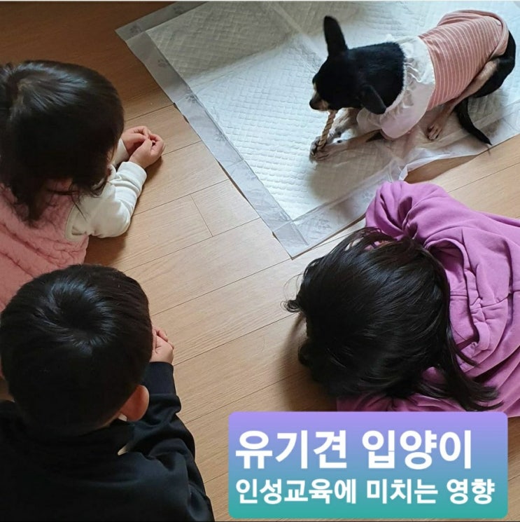  유기견입양이 인성교육에 미치는 영향