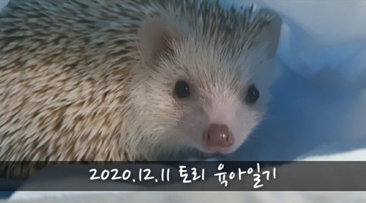  [2020.12.11] 토리 육아일기