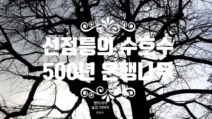 챌린지 36일차 서울 안에 자라고 있는 500년 된 은행나무 노거수 제160호