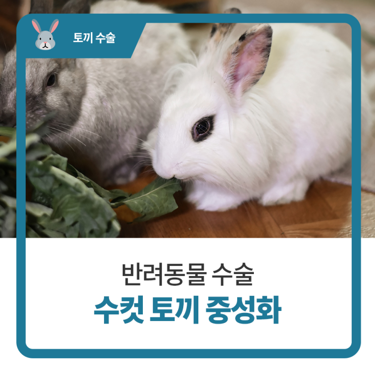  일산 백석 24시 동물병원 탑케어동물의료원 : 수컷 토끼 중성화 수술