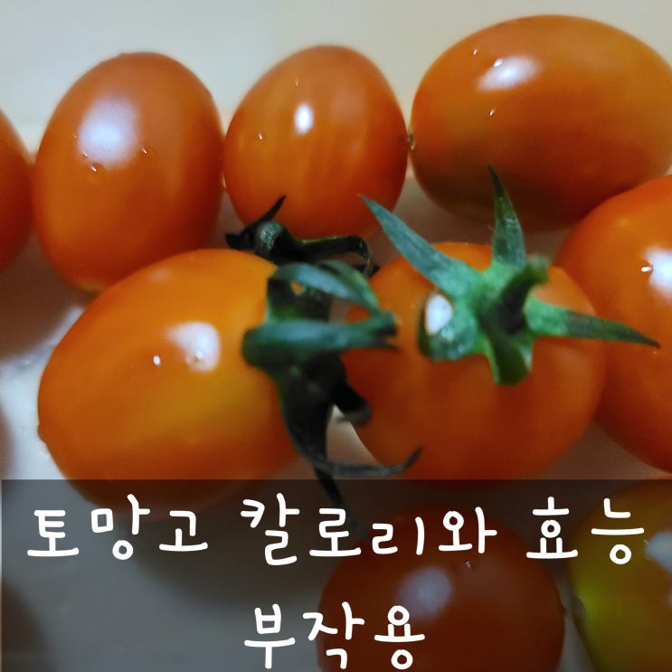  토망고 스테비아 토마토 드셔보셨나요?