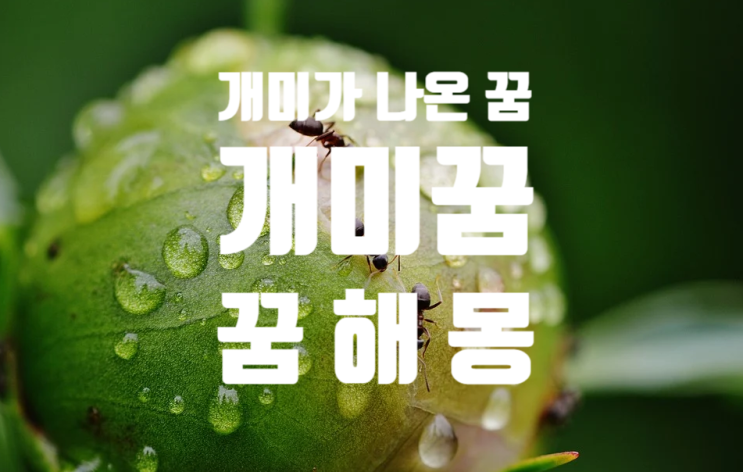  개미가 나온꿈 / 꿈해몽