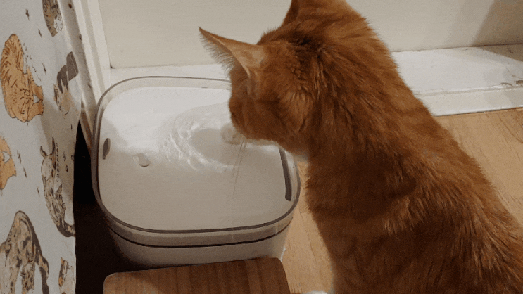치로, 고양이 갑상선기능항진증 호르몬 수치 검사와 처방약 받아왔습니다. 치로, 고양이 갑상선기능항진증 호르몬 수치 검사와 처방약 받아왔습니다.