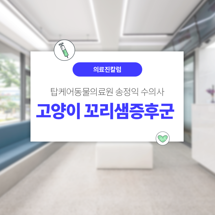  일산24시동물병원 탑케어동물의료원 :: 고양이 꼬리샘증후군에 대해 알아보아요