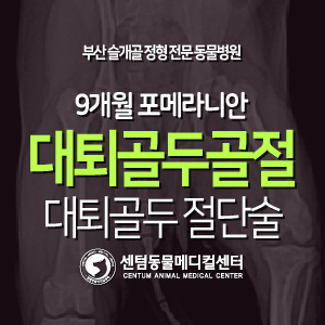  [케이스 소개] 9개월 / 포메라니안 / 대퇴골두 골절 / 대퇴골두 절단술 (부산 외과 전문 동물병원)