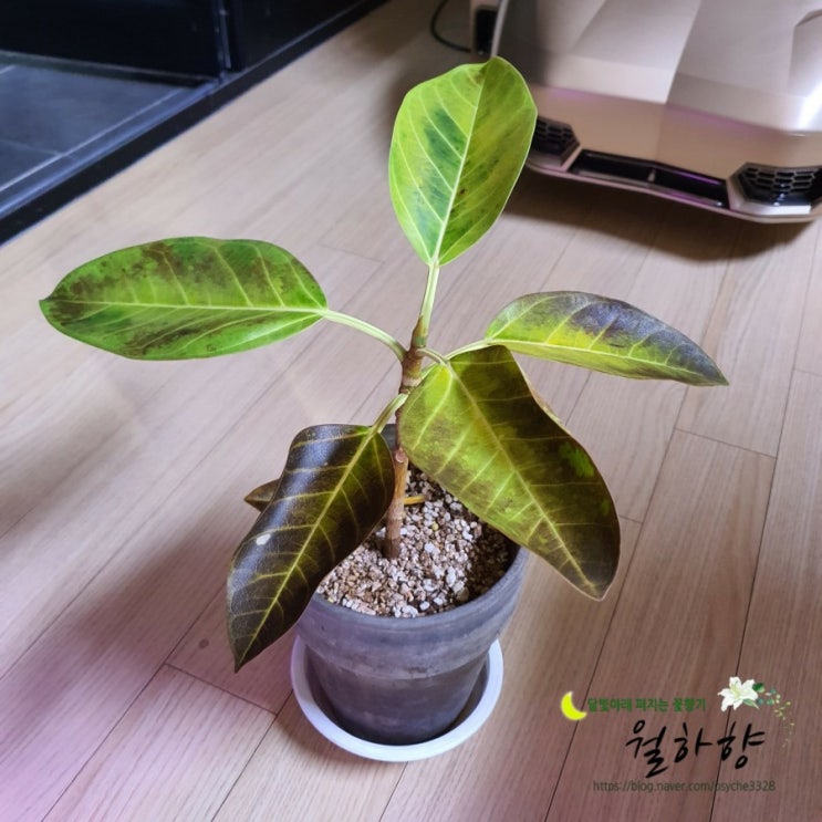  뱅갈고무나무 증상은 무엇??