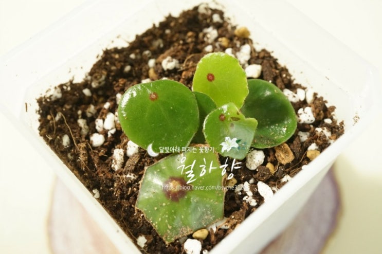  베고니아 잎꽂이 소식