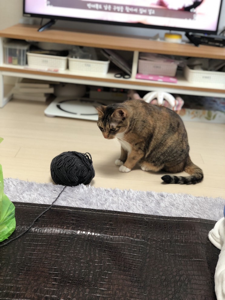  도둑냥이 검거