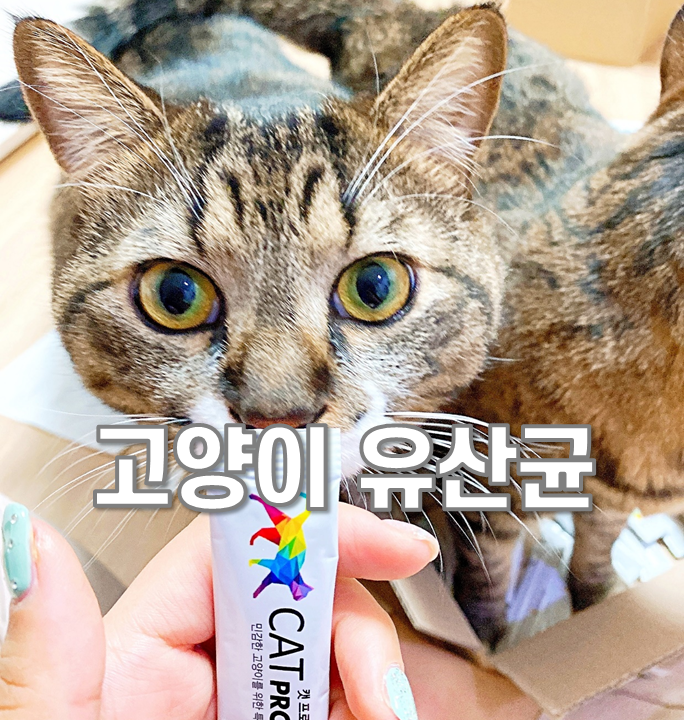  캣프로바이오틱스 고양이유산균 영양제로 관리!