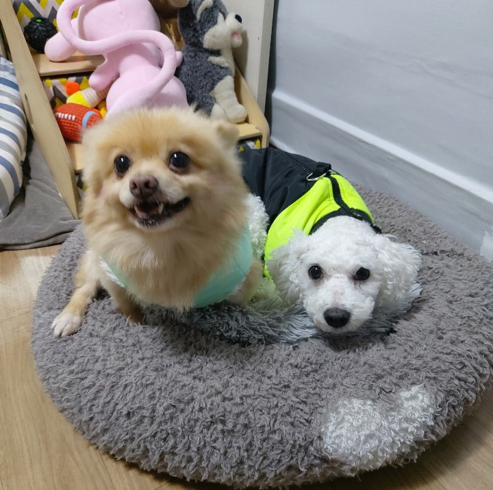 노견만세. 포메라니안 슬기는 가족을 기다립니다. 노견은 입양이 어려울까요? 노견만세. 포메라니안 슬기는 가족을 기다립니다. 노견은 입양이 어려울까요?