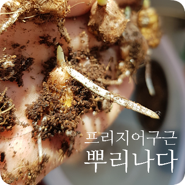  프리지어 키우기 #2 프리지어 구근 뿌리 나다 (물주기, 구근 옮겨 심기)