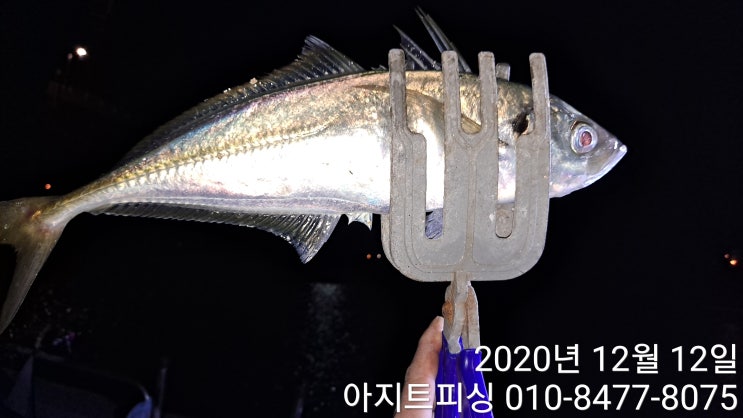  거제도 선상낚시 - 슈퍼전갱이