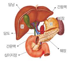  성인간호학 소화기계질병정리 간경화간염종류 원인증상 간호중재 문헌고찰케이스