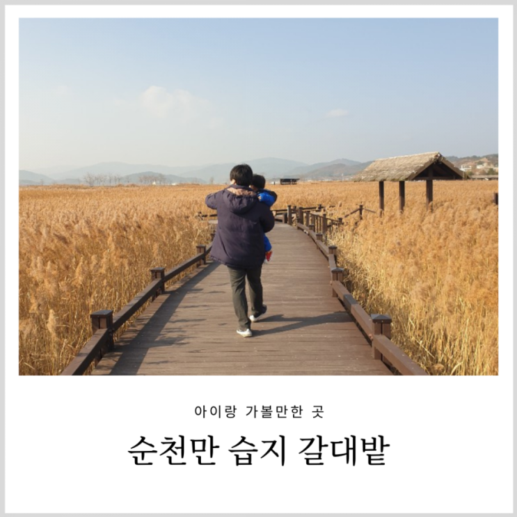 순천만 습지 갈대밭 12월도 황금물결(5세 2세 아기랑 겨울 언택트 여행지) 순천만 습지 갈대밭 12월도 황금물결(5세 2세 아기랑 겨울 언택트 여행지)