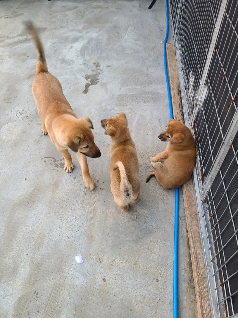 진돗개 새끼 강아지 열일곱 번째 성장 이야기(앉기 or 앉아, 하이파이브 훈련) : 네이버 블로그, image size:800x1067