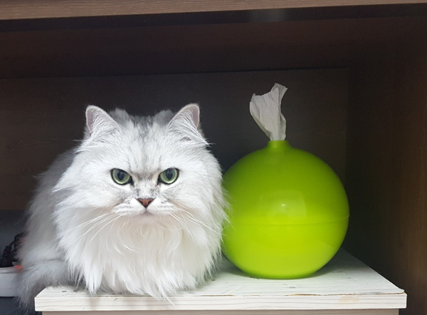  고양이 실내 온도에 신경 써야 하는 이유