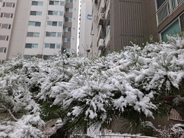  2020년 첫눈이 내렸네요