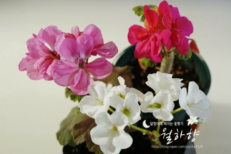  제라늄 꽃 모아모아