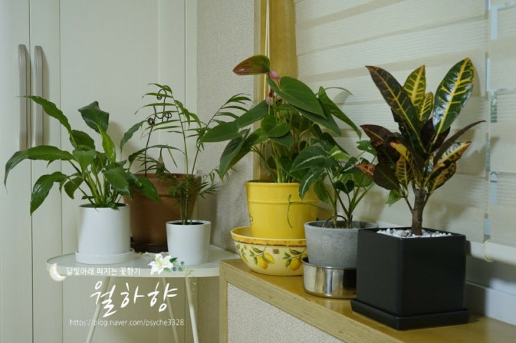  침실에 두면 좋은 식물