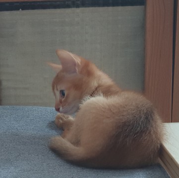 귀여운 고양이 - 아비시니안 코코 일상 사진과 짤 대방출! 귀여운 고양이 - 아비시니안 코코 일상 사진과 짤 대방출!