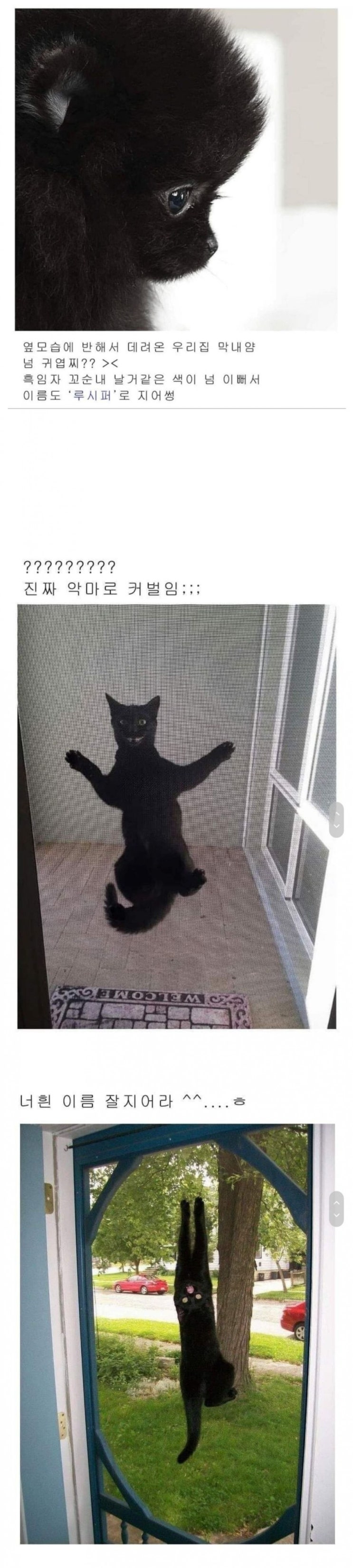  고양이 이름을 잘 지어야 하는 이유.jpg