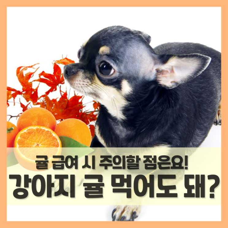  강아지 귤 먹어도 되나요 (FYI 귤껍질은 괜찮은지?)