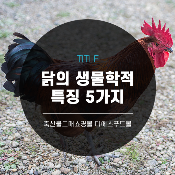 [디푸의 고기정보]닭의 생물학적 특징 5가지