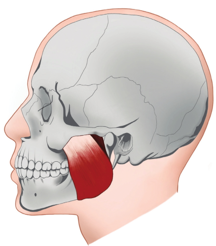 목동 턱관절 - 턱관절 운동(1) 턱 마사지 방법