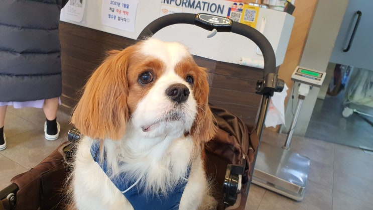  강아지 건강검진 흉부방사선 갑상선 기능 검사