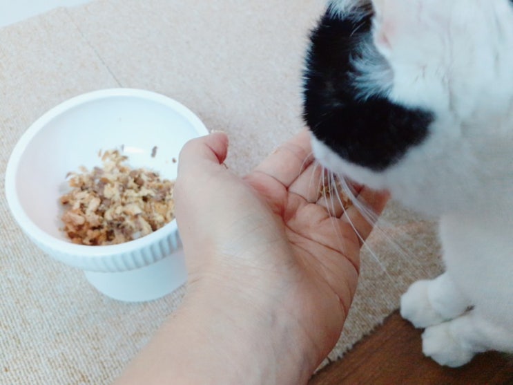 반려냥이 율이 간식 태비 고등어 팍팍 드셔주셔~
