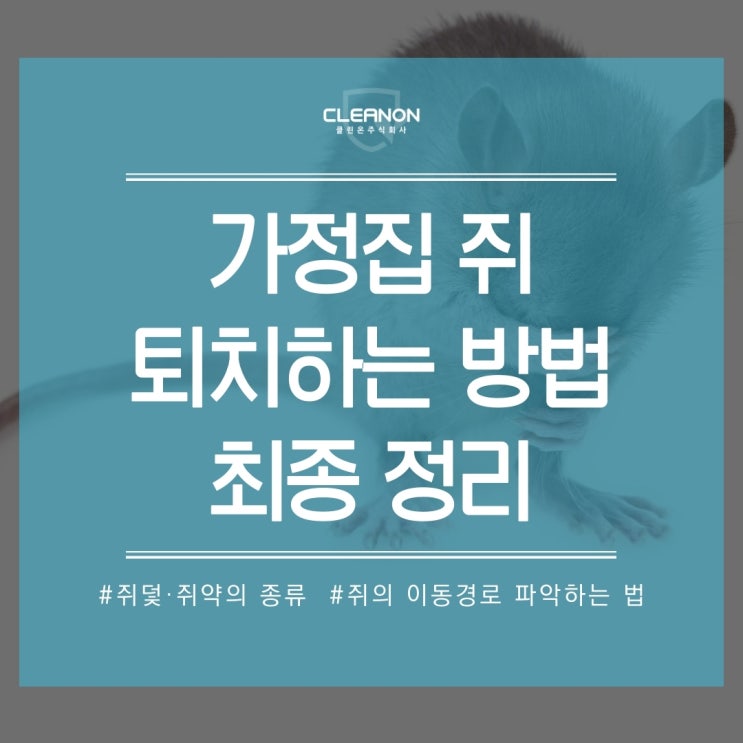  혼자서 쥐 퇴치하는 방법 _ 쥐덫·쥐약의 종류, 쥐 이동경로 파악하는 법