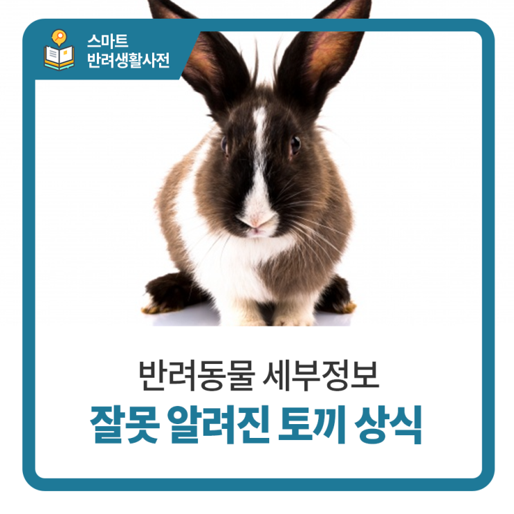  24시 동물병원 탑케어동물의료원, 토끼에 대해 잘못 알려진 다섯가지 알아보기