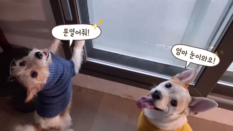  첫눈이 내리는 날, 옥상정원의 강아지들