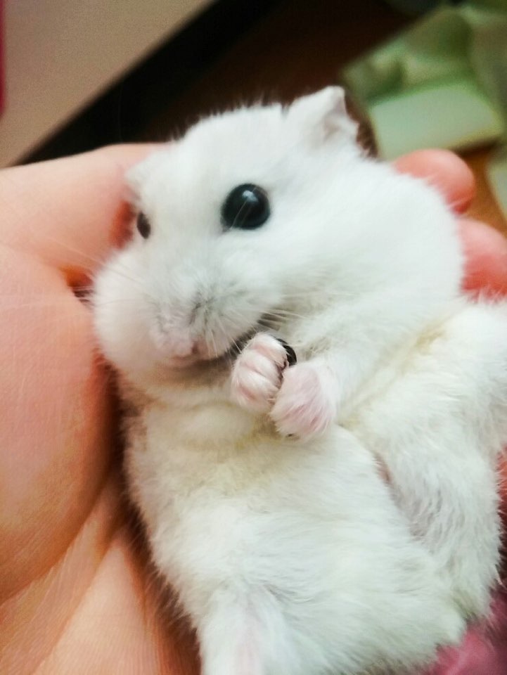  우리 집 베베