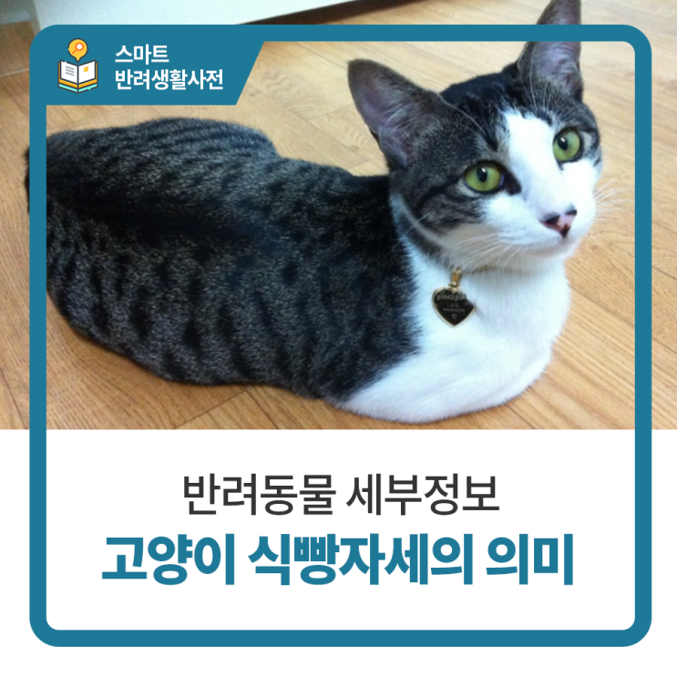 일산 24시 동물병원 탑케어동물의료원 : 고양이 식빵자세에 대해 알아보기