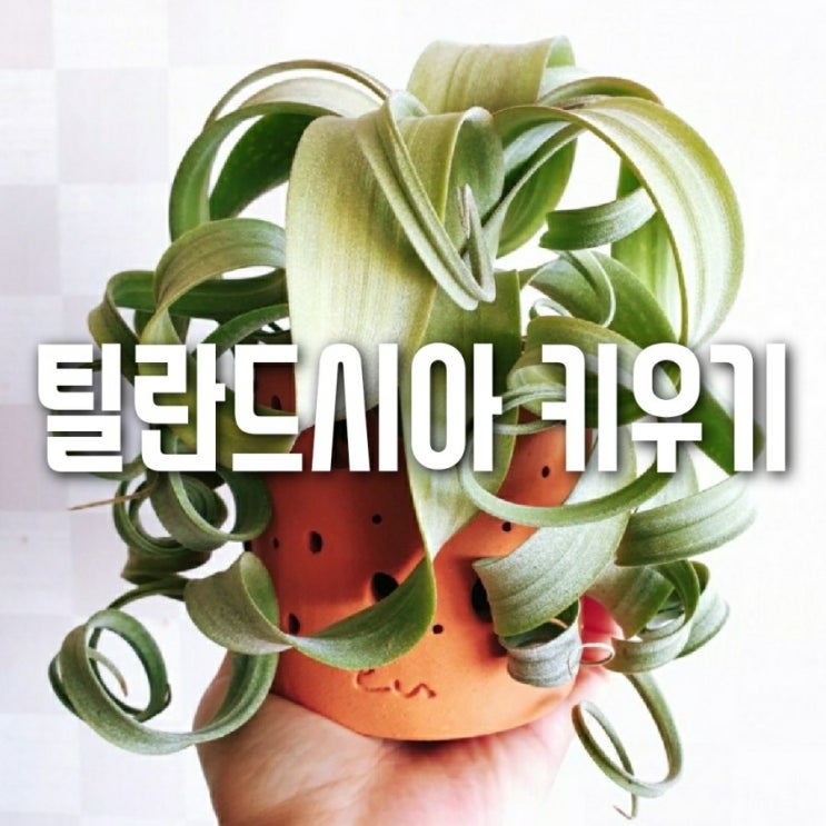  에어플랜트 틸란드시아 컬리슬림 키우기