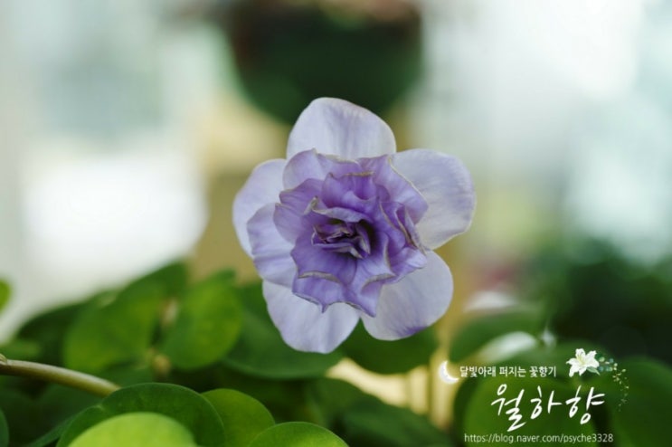  사랑초: 팜팜