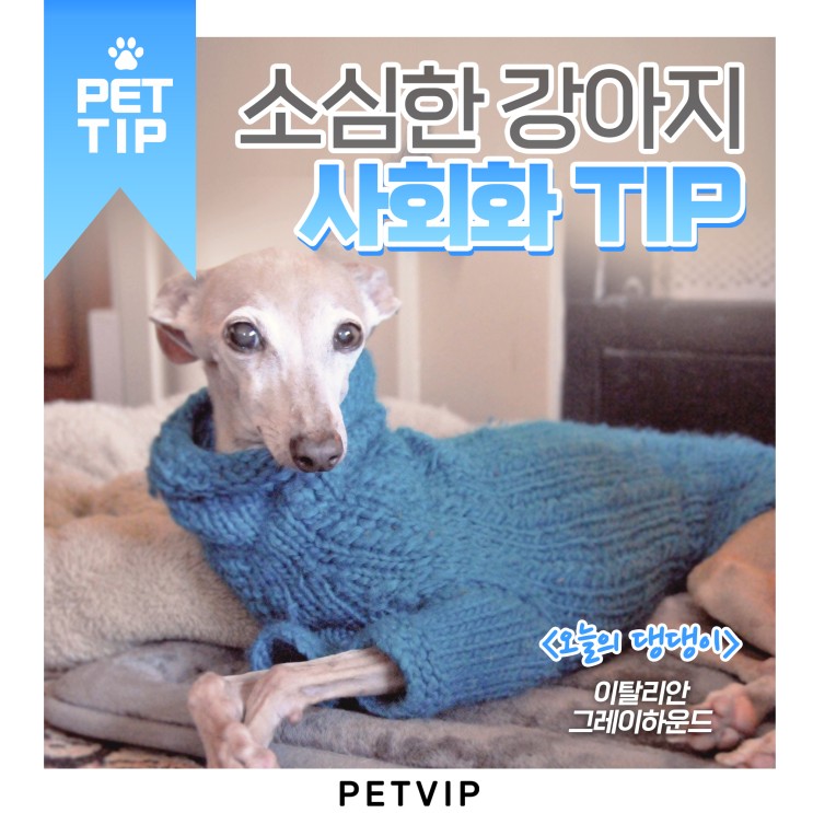 [펫TIP]겨울철 댕댕이 젤리관리 TIP
